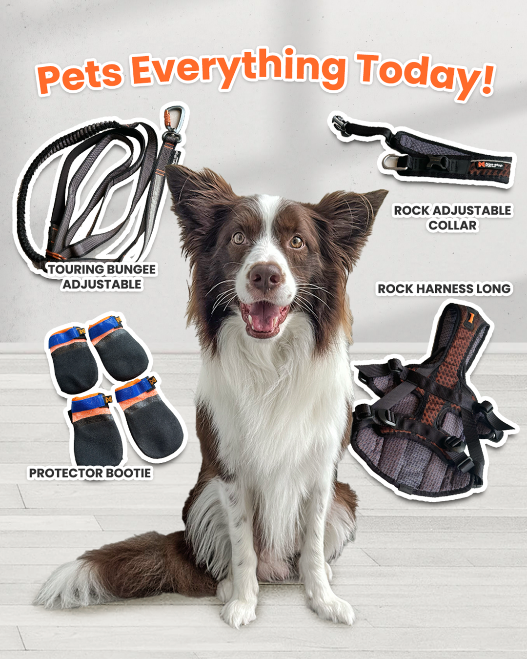 Pets Everything Today!